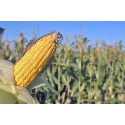 Золотистый початок кукурузы на фоне зелёного поля - НПАА 2359 С