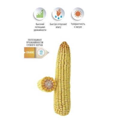 Кукуруза НПИД 3823 С на фоне с иконками свойств