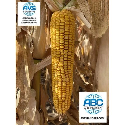 Желтая кукуруза на фоне листьев с логотипом ABC - НР 320 МВ