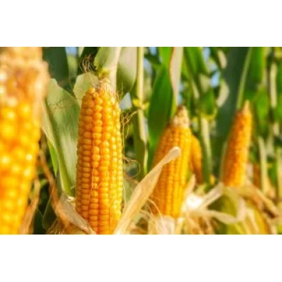 Дозрілі початки кукурудзи сорту НС 1090 на тлі зелених листків