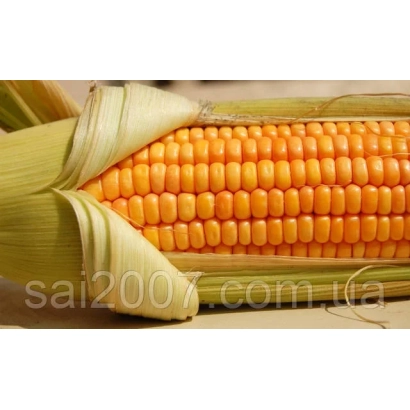 Кукуруза в початке, желтые зерна, зеленые листья, текст sai2007.com - НС 2016