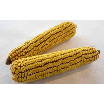 Два початка кукурузы на светлом фоне - НС-2016