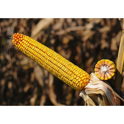 Желтая кукуруза на фоне сухих листьев - НС 2020