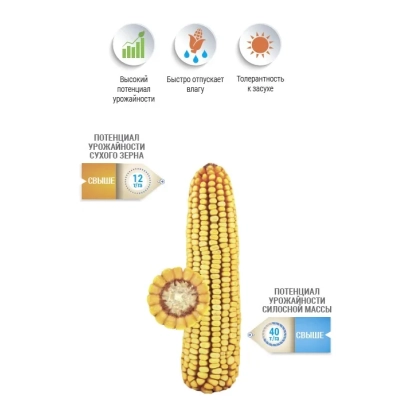 Кукуруза сорта НС 2030 с иконками преимуществ