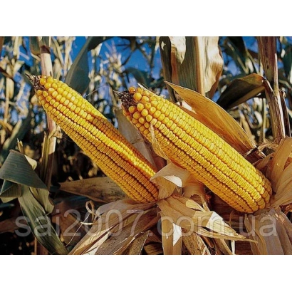 Two yellow corn cobs against a background of leaves - NS 205