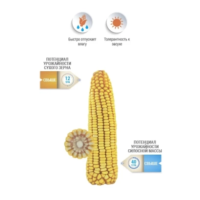 Кукурудза сорту NS 220 на фоні з іконками умов зберігання - НС 220