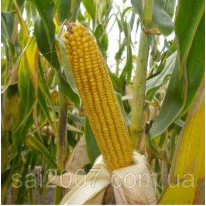 Зрілий початок кукурудзи на рослині - НС 2602