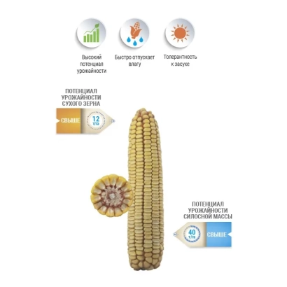 Кукуруза НС 2632 с иконками преимуществ