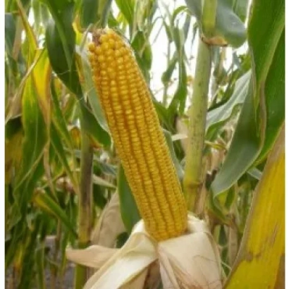 Кукуруза на стебле в поле - НС 2662