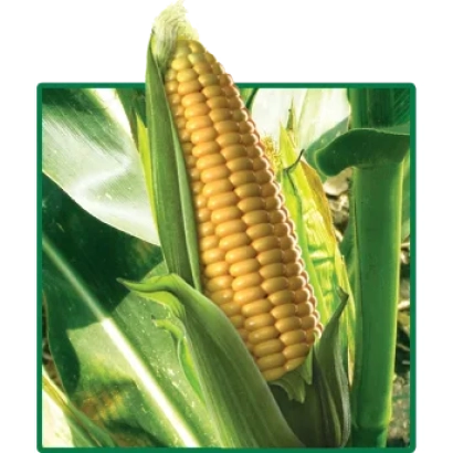 Corn on stalk - NS-300