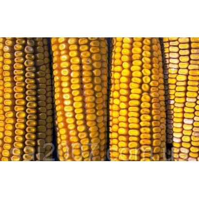 Желтые початки кукурузы сорта НС 3014