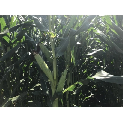 Corn in field, ear visible on stalk - NS 3023