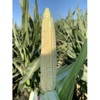Corn cob in field - NS 3030