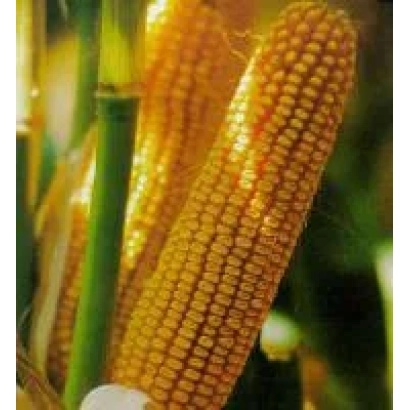 Fresh corn on the cob - NS 3041