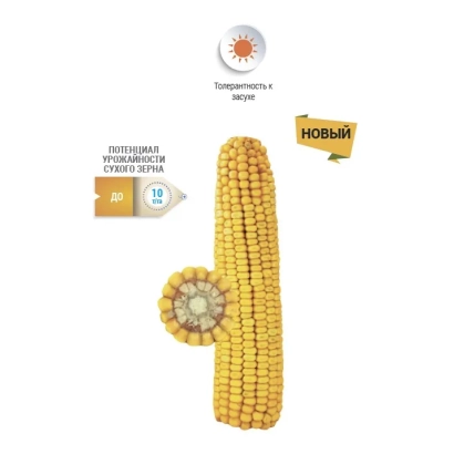 Yellow corn with text 'NEW' and logo 'Technology in grain' - NS 393629