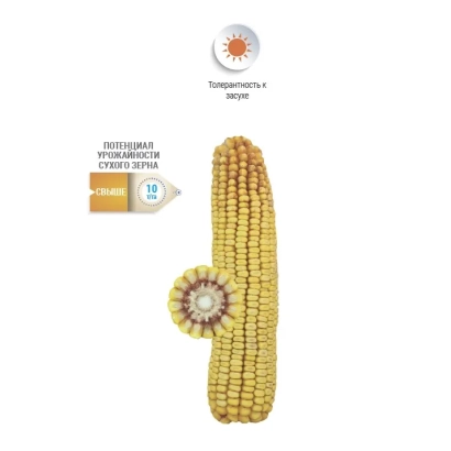 Corn variety NS 393665 on background