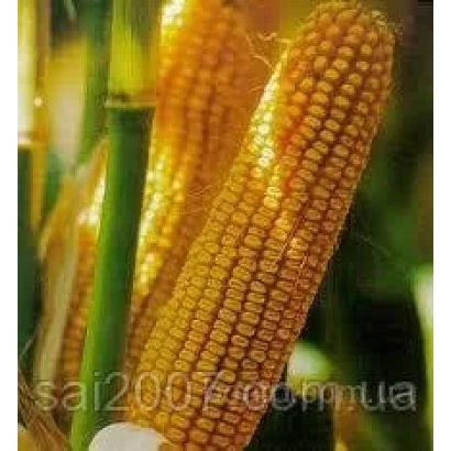 Золотисті початки кукурудзи Sai 2007 на тлі стебел - НС 4010