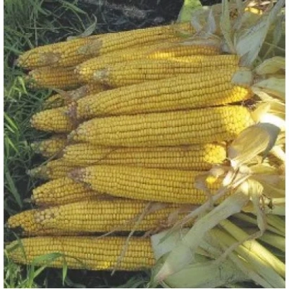 Fresh corn cobs of variety NS 4015 on a green background