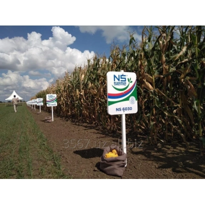 Полевая вывеска с логотипом и названием сорта кукурузы НС 6010 на фоне поля.