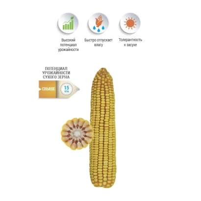 Кукуруза НС 6102 с иконками свойств