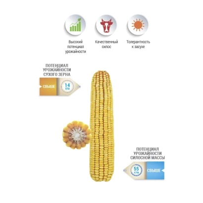 Кукурудза НС 640 на фоні з іконками характеристик