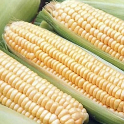 Кукуруза в початках - НС 300