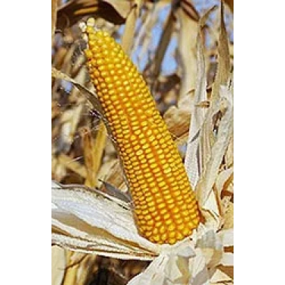 Свіжий початок кукурудзи на тлі висохлих листя - ОБСЬКИЙ 150 СВ