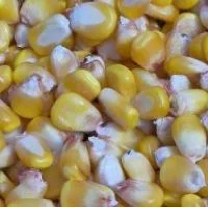 Close-up of yellow and white corn kernels - Odessa 411C