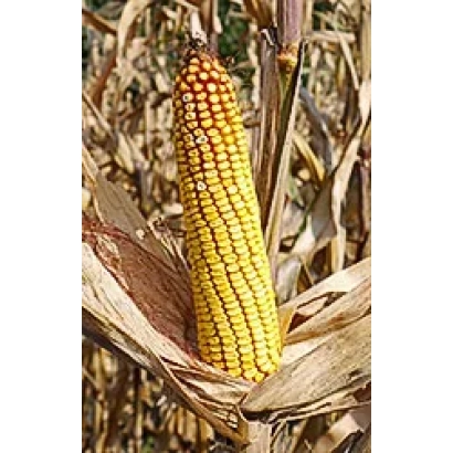 Созревшая кукуруза на початке в поле - ОДИССЕЙ 230 СВ
