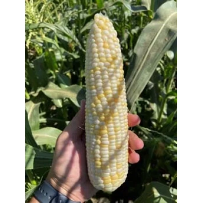 Кукуруза на фоне поля - ОДЛ-1