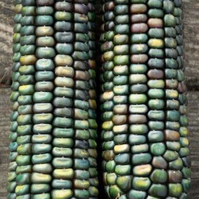 Два початка кукурузы с зеленовато-синими зернами на деревянном фоне - Окситан