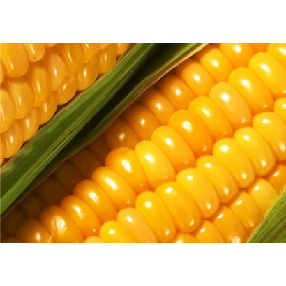 Yellow corn on green husk - Orielskyi 357 SV