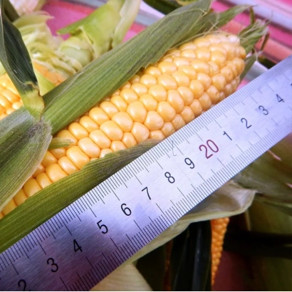 Желтая кукуруза на фоне с линейкой для измерения длины - Орлан
