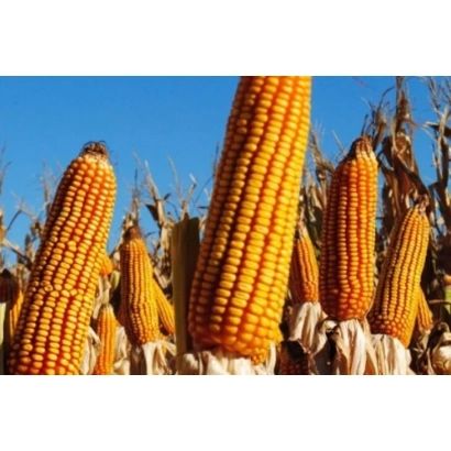 Ближній план колосів кукурудзи на тлі блакитного неба - ОСКАР МВ