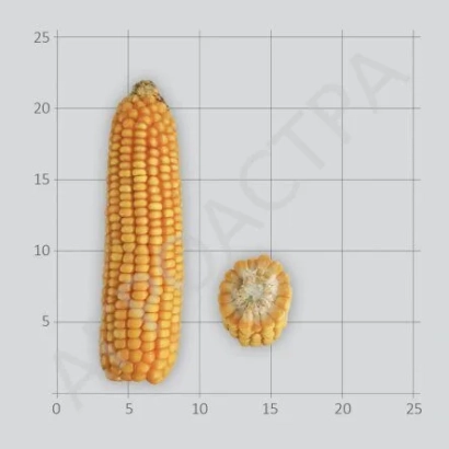 Кукуруза на фоне сетки с координатами - Остин