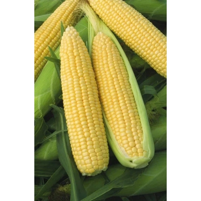 Свежая кукуруза ОВЕРСТОУН | OVERSTONE