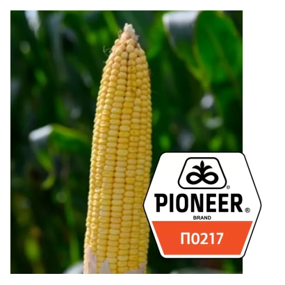 Кукуруза П 0217 от Pioneer