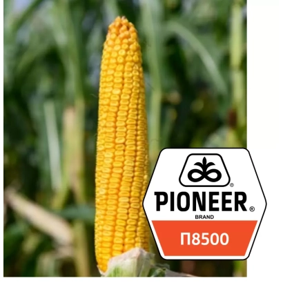 Кукуруза Pioneer P8500 на фоне поля - П 8500
