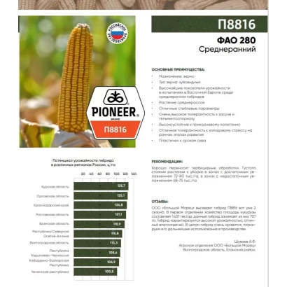 Семена кукурузы П8816 от Pioneer - П 8816