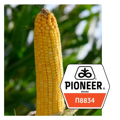 Кукуруза P8834 от Pioneer - П 8834
