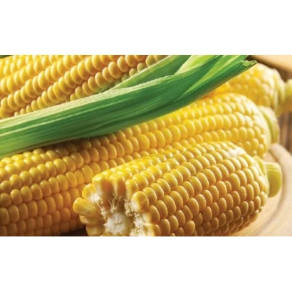Желтая кукуруза на тарелке с зеленым луком - П0260
