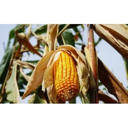 Ripe corn on stalk - P0900