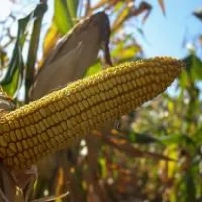 Золотой початок кукурузы сорта П7628 на фоне листьев