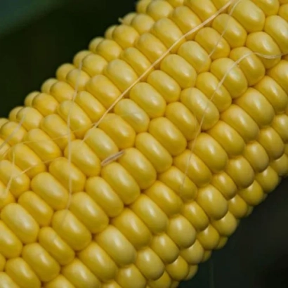 Желтая кукуруза сорта П8329