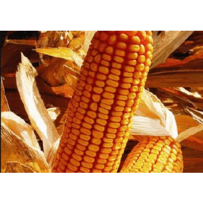 Mature corn cob of variety P8521 against dry foliage