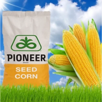 Pioneer seed corn bag on a field background - P8532