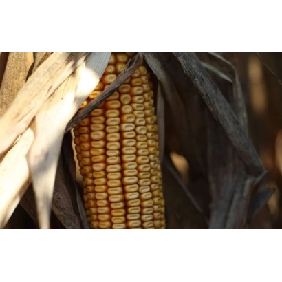 Созревшая початок кукурузы П8573 на фоне листьев