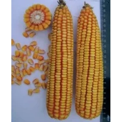 Two ears of corn P9000 and kernels on white background