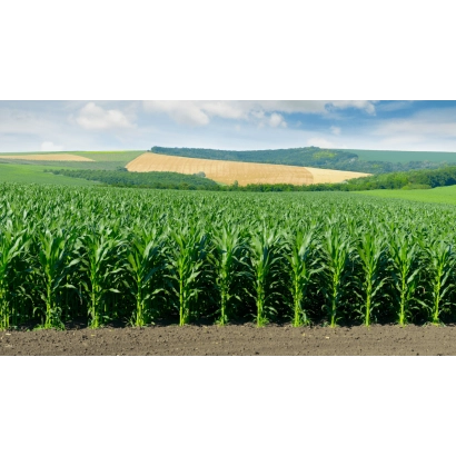 Поле кукурузы сорта П9170 на фоне холмов