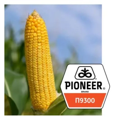 Кукуруза П9300 от Pioneer на фоне поля